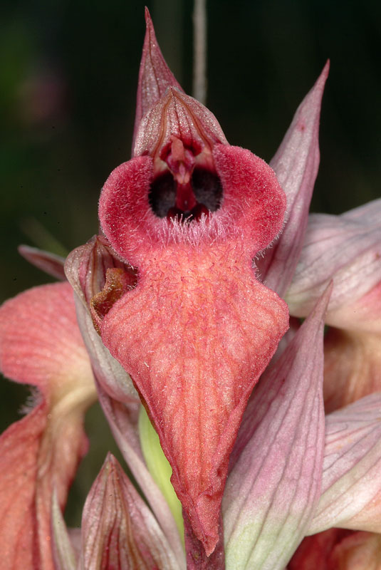 Orchidea rossa da determinare